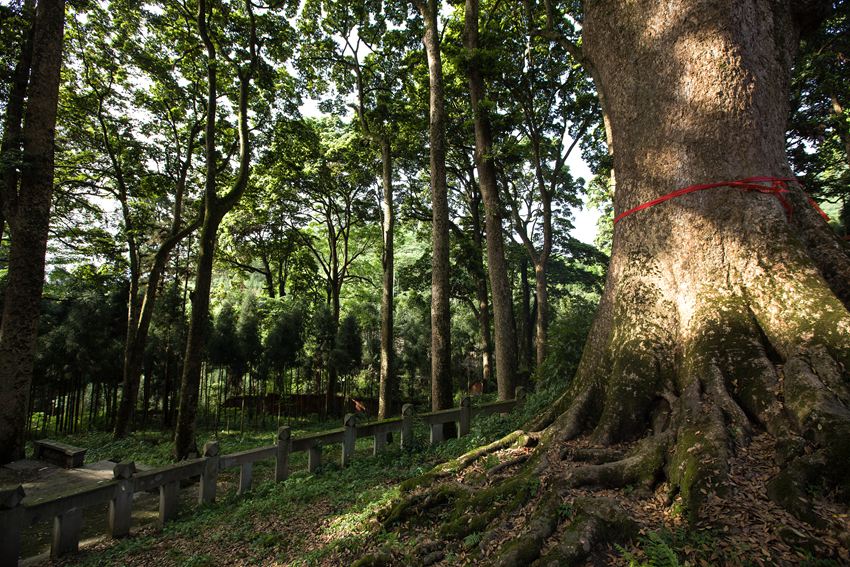 活着的国宝――荥经云峰寺内的桢楠王