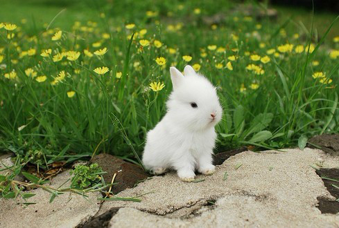 家里有娃娃的请注意儿歌 (儿歌家里有娃娃的请注意)