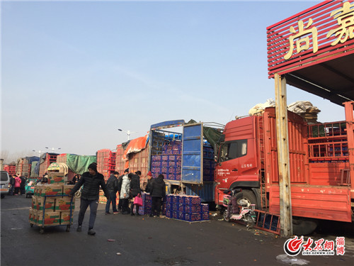 山东淄博批发砂糖橘,商贩批发砂糖橘抢货