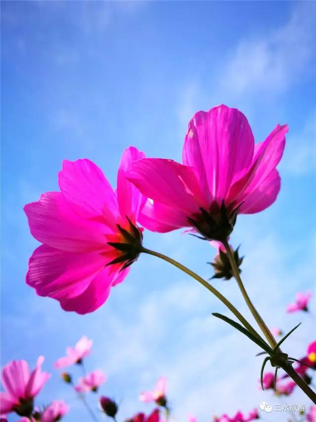 您好，2017年｜阳光灿烂，花果飘香，迎新年这些地方你不得不去！