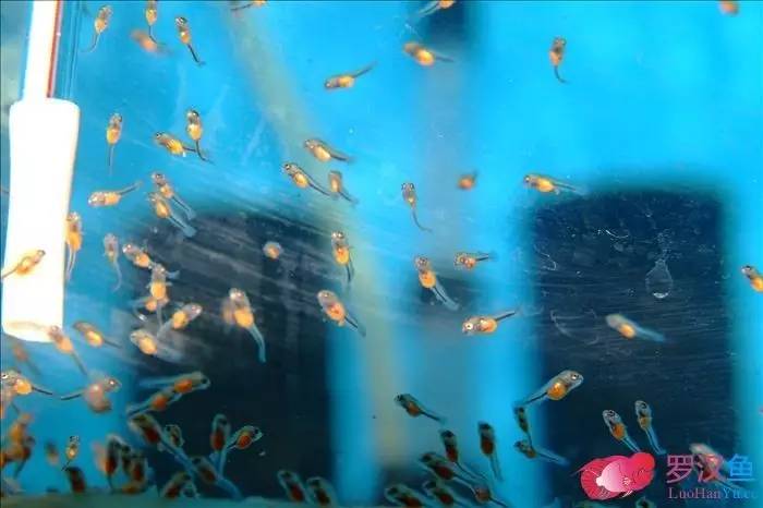 罗汉参的繁殖方法,罗汉鱼怎么养起头