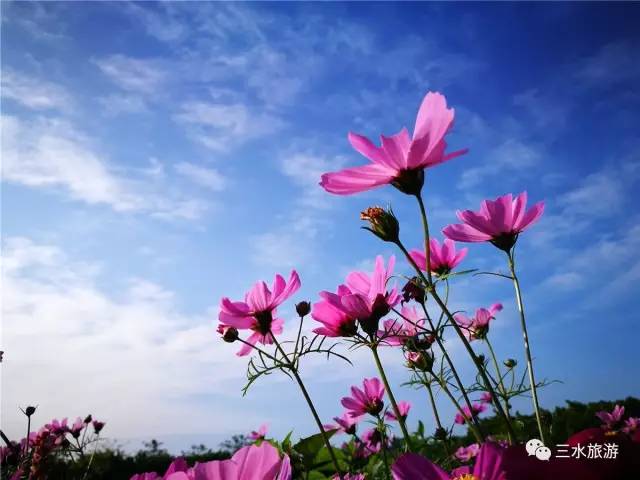 您好，2017年｜阳光灿烂，花果飘香，迎新年这些地方你不得不去！