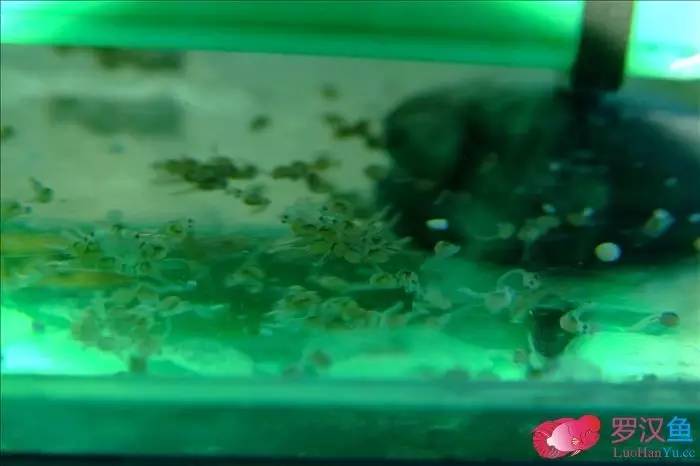 罗汉参的繁殖方法,罗汉鱼怎么养起头