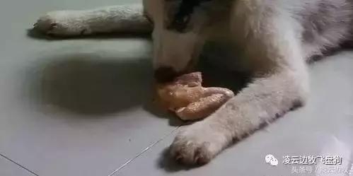 注意!骨头可以杀死狗!