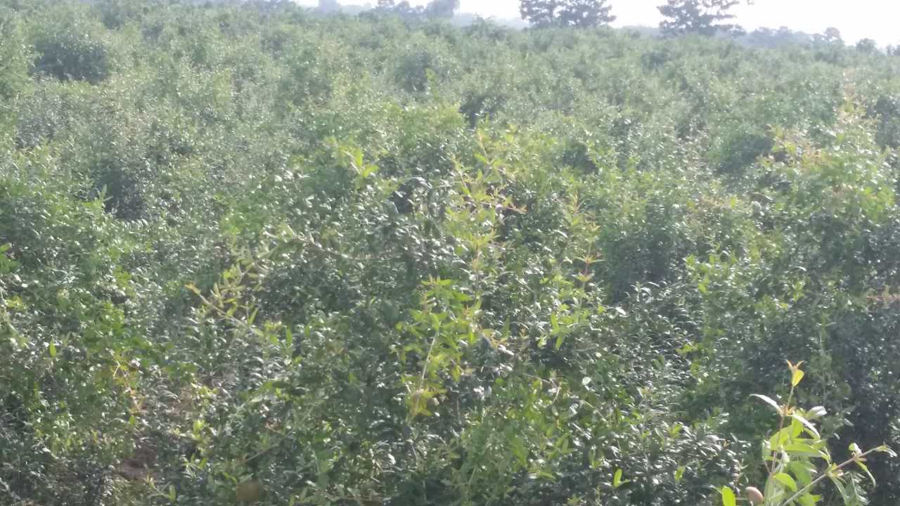 突尼斯软籽石榴正宗苗,突尼斯软籽石榴什么时候开花结果