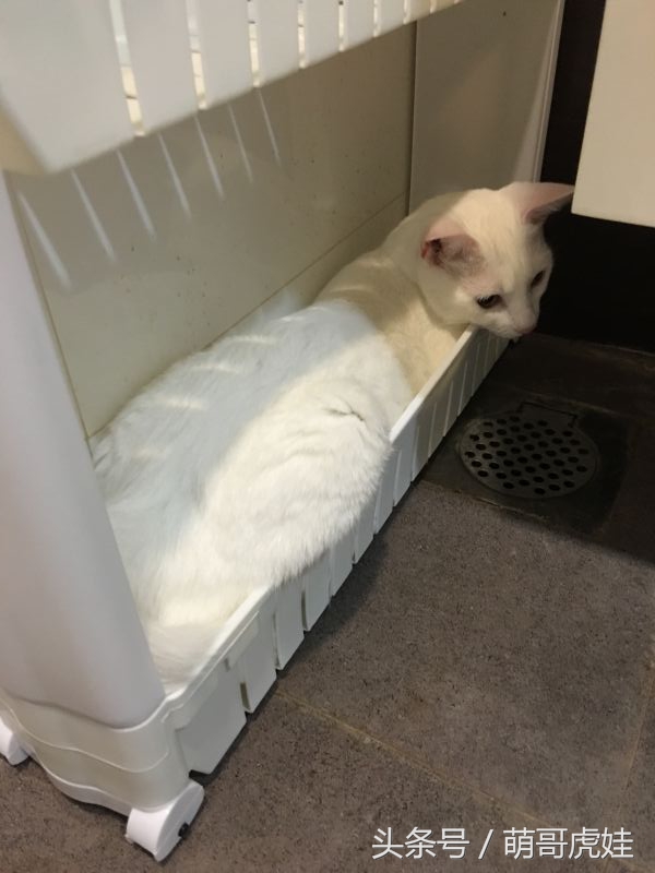 给喵星人买了一件小球衣，结果穿到肚子就卡住下不去了