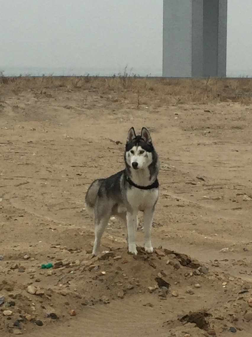 养哈士奇一个月需要多少钱,新手养哈士奇一个月花销多少