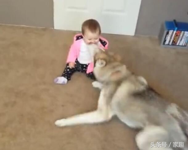 哈士奇扑倒女主人,哈士奇被女主人亲的视频