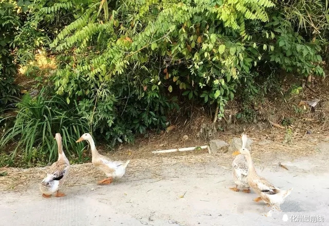 可爱的家乡电白,茂名有可爱的家乡吗