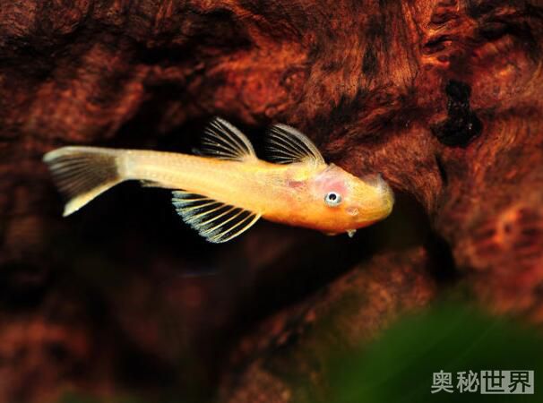 24k黄金达摩野生和人工的区别,24k黄金达摩真的有黄金吗