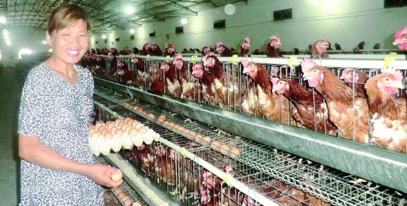 如何通过蛋黄颜色识别优质鸡蛋,蛋壳颜色可以判断鸡蛋新鲜程度