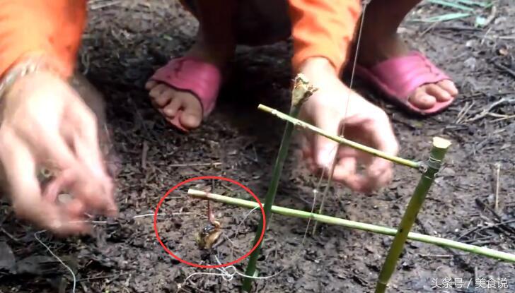 农村里的人是这样抓野鸡的，用细竹竿做陷阱很好用