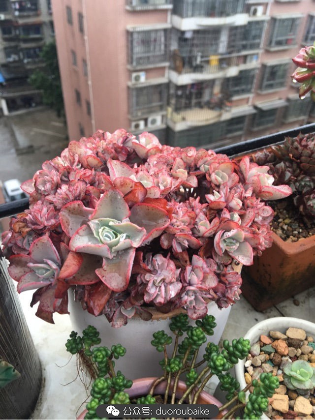 寒风中越发美丽的多肉,冬季暖阳下的多肉