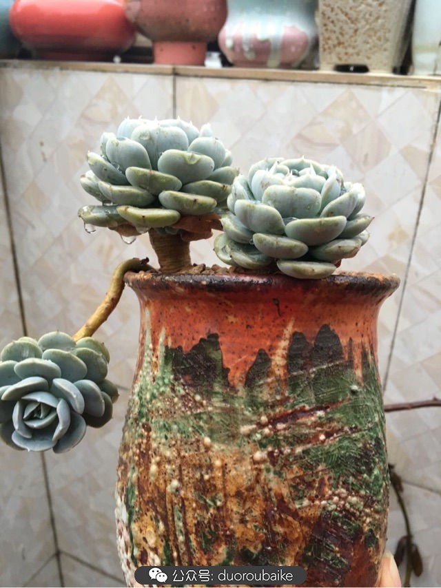 寒风中越发美丽的多肉,冬季暖阳下的多肉