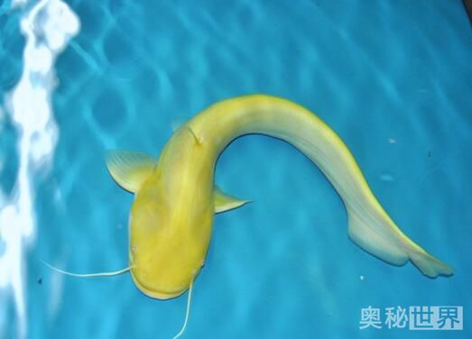 24k黄金达摩野生和人工的区别,24k黄金达摩真的有黄金吗