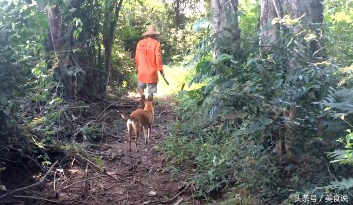 农村里的人是这样抓野鸡的，用细竹竿做陷阱很好用