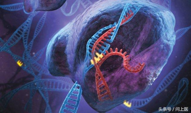 抱子甘蓝迷你小包菜做法,抱子甘蓝迷你小包菜好吃吗