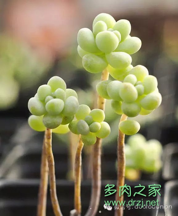 多肉植物鸡蛋碧桃的养护方法,多肉植物夏天在室内如何养护