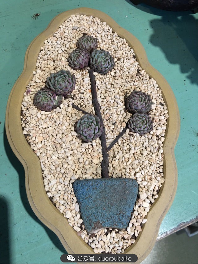 寒风中越发美丽的多肉,冬季暖阳下的多肉