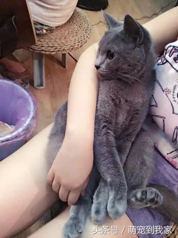 老猫的养猫日记 (网瘾少年养猫)