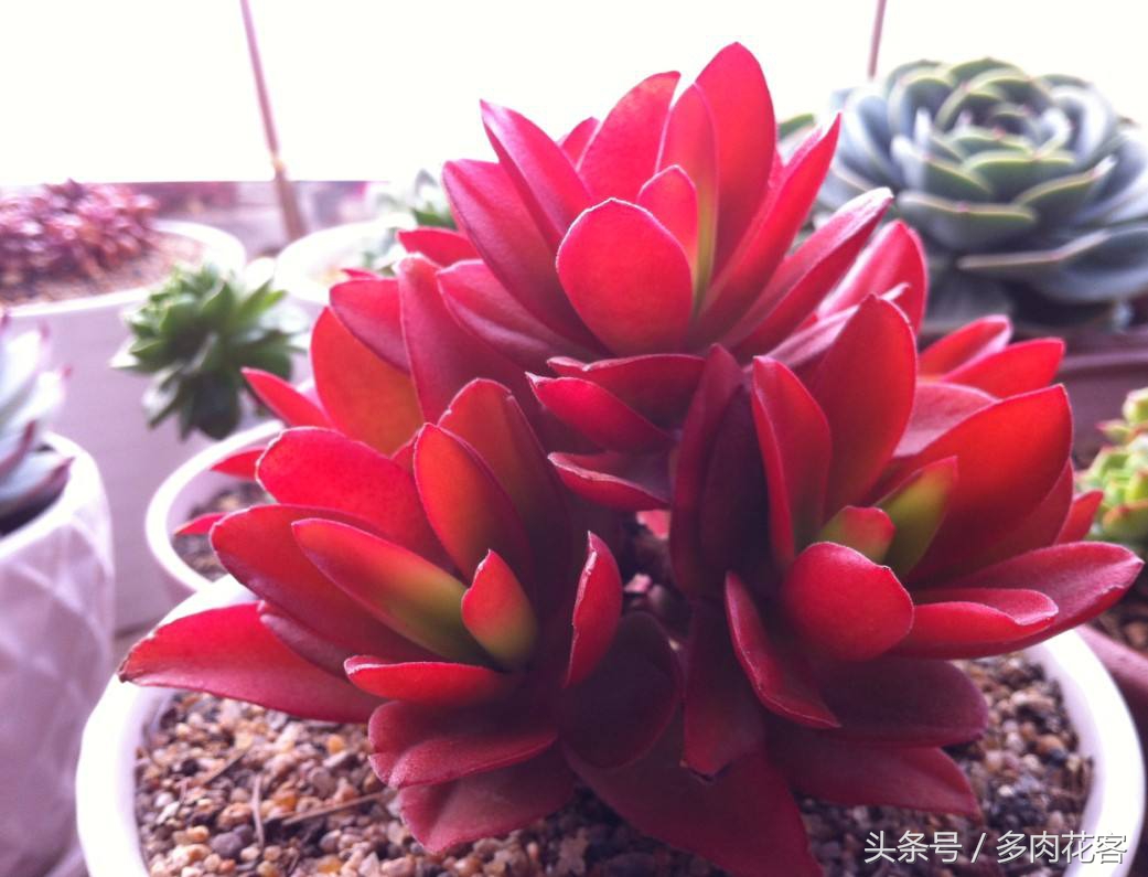 多肉植物百科资料,多肉植物繁殖的小窍门火祭繁殖