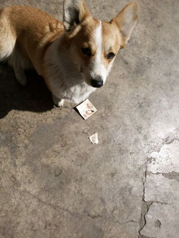 柯基咬鞋被抓,柯基咬坏家具被主人揍