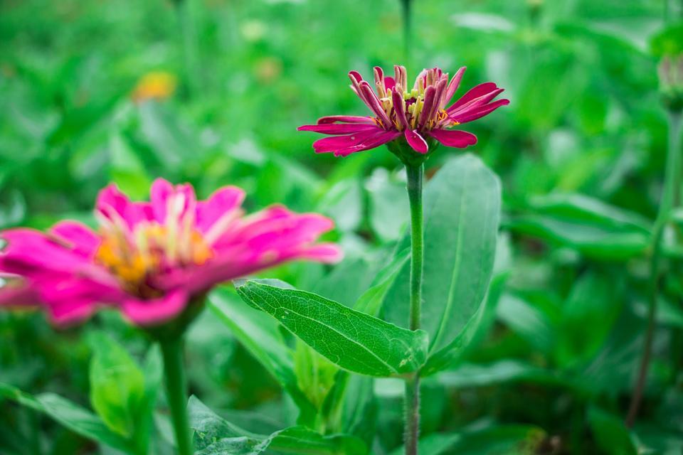 深圳哪里有大片的花海可以欣赏,深圳的花海有多美