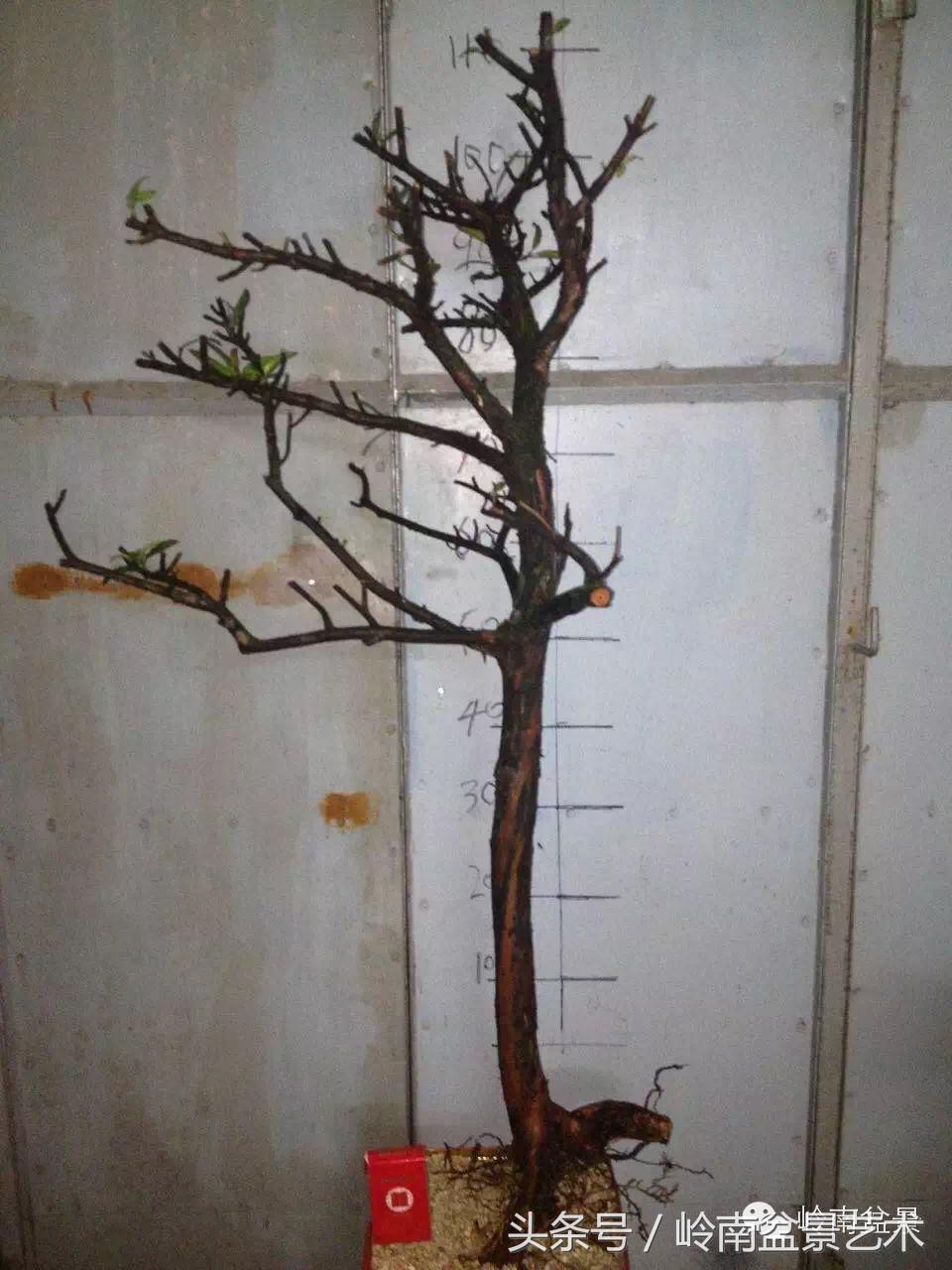 请厚爱你的野生树桩