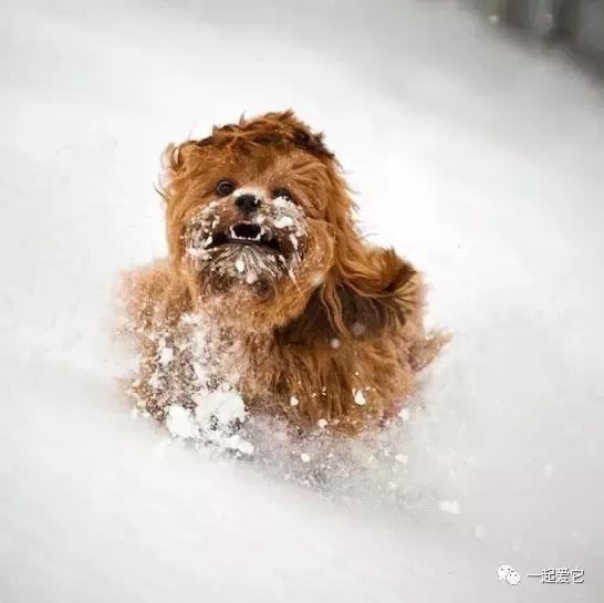 宠知识|冬季狗狗护理注意事项，你有留心到吗？