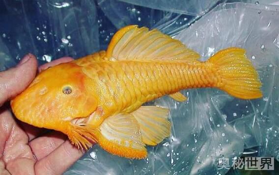 24k黄金达摩野生和人工的区别,24k黄金达摩真的有黄金吗