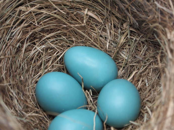 如何通过蛋黄颜色识别优质鸡蛋,蛋壳颜色可以判断鸡蛋新鲜程度
