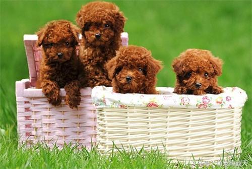 泰迪后腿走路瘸不让碰脊柱,泰迪后腿有点瘸怎么回事