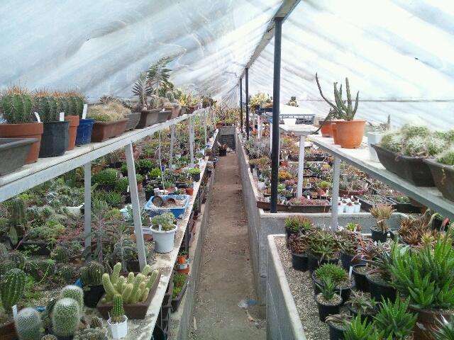 鏃ユ湰鐜夐湶澶氳倝澶ф,浠庡鑲夊ぇ妫氶噷璺戝嚭鏉ョ殑澶氳倝