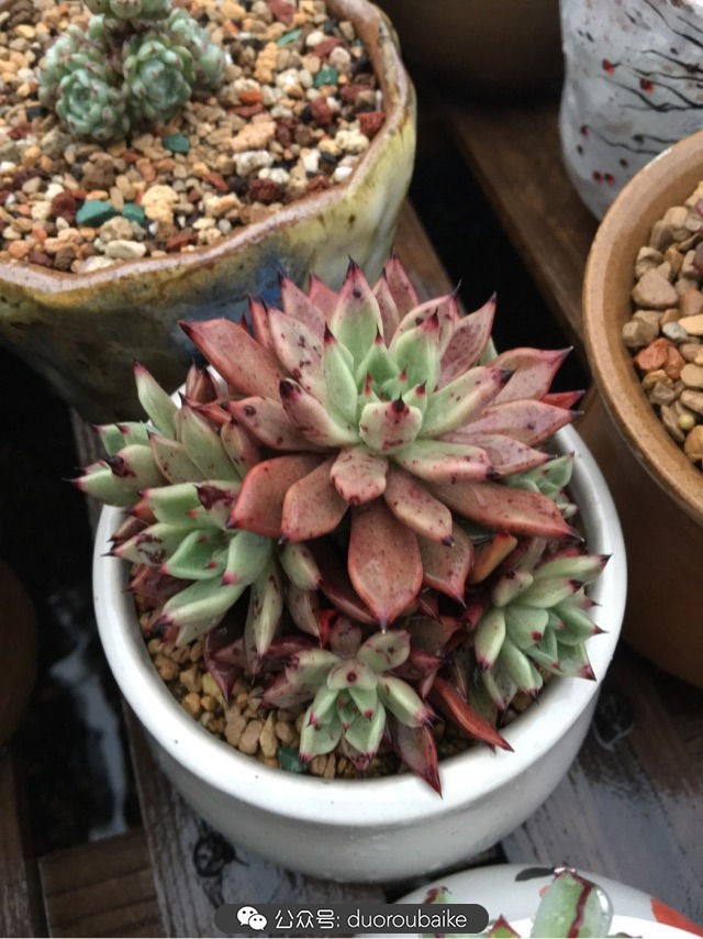 寒风中越发美丽的多肉,冬季暖阳下的多肉