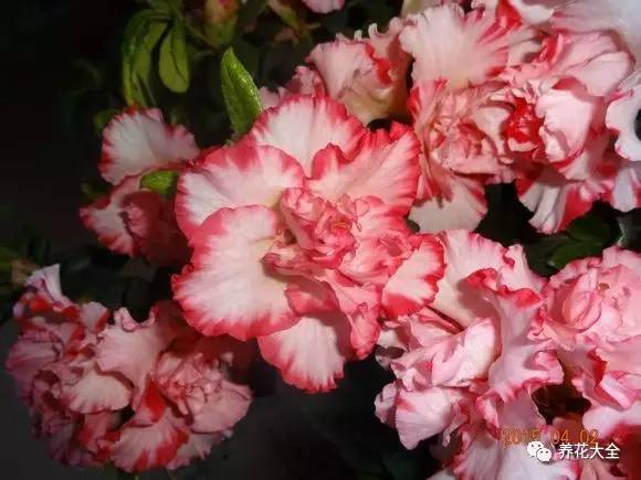 最美大杜鹃花图片,中国最美天然杜鹃花