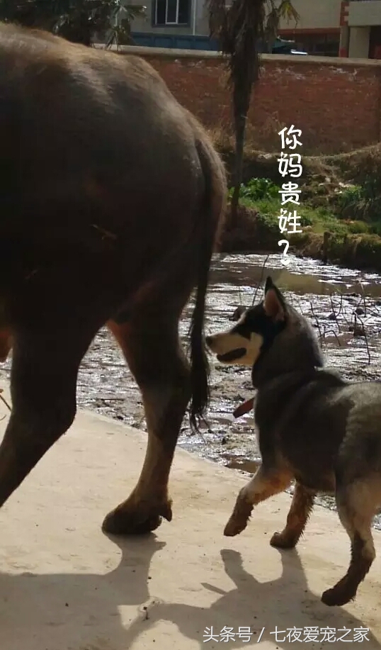 哈士奇在农村放养还是拴住,哈士奇不能养吗