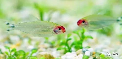 水草缸养小型热带鱼用多大的缸好,水草缸适合混养哪些小型热带鱼