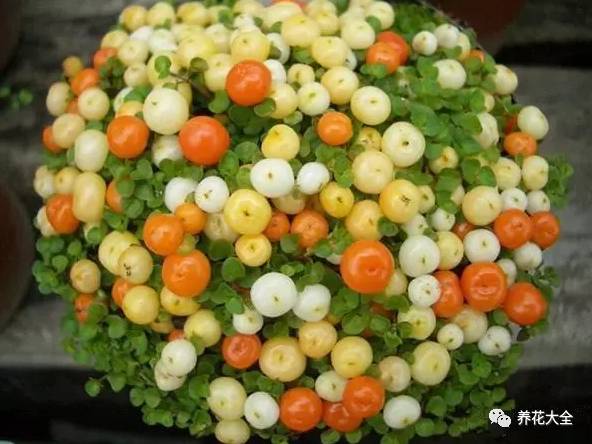 过年观赏花的盆栽,观果花卉盆栽大全