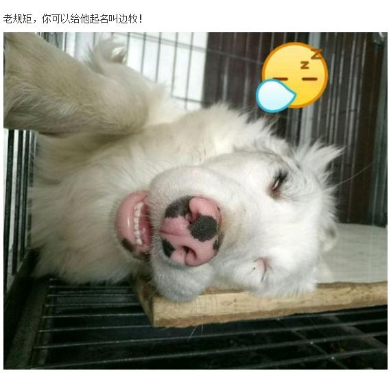 美女花1万多买中亚牧羊犬,妹子花1万多买的狗跑丢