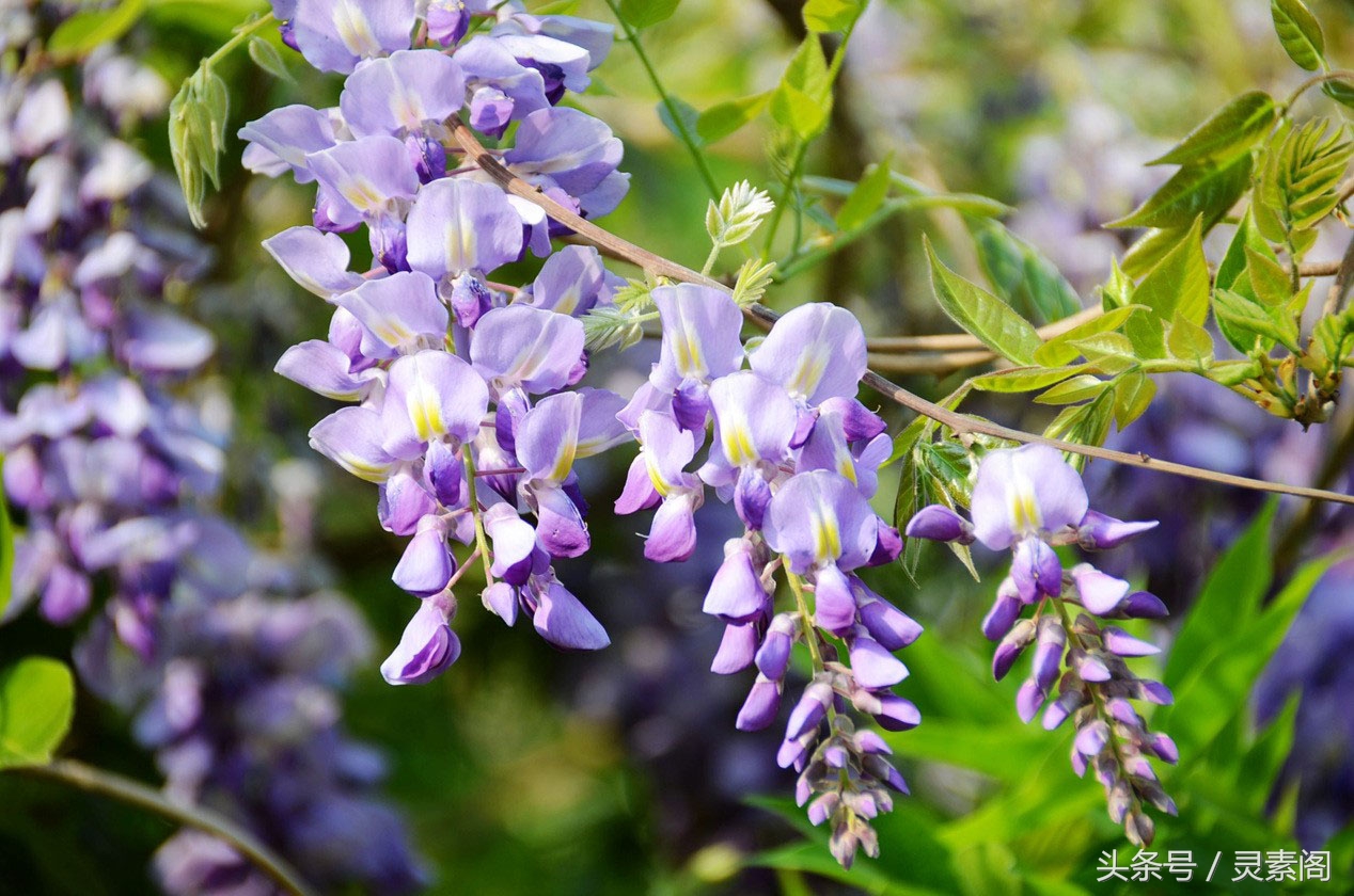 解酒药能在喝酒前喝吗,解酒药在喝酒的过程中可以吃吗