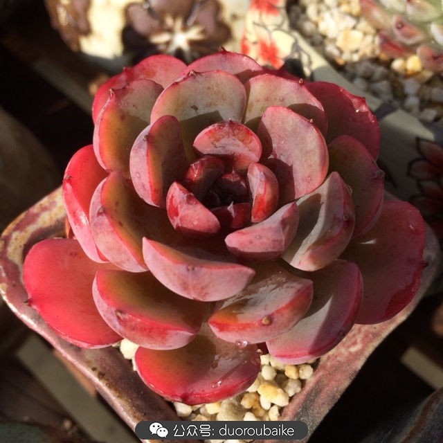 江浙沪多肉过冬,江浙沪一年四季露养的多肉