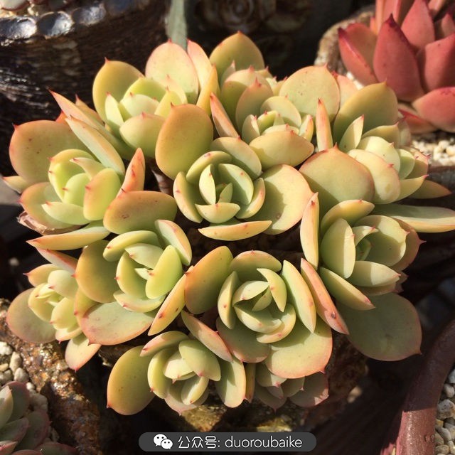 江浙沪多肉过冬,江浙沪一年四季露养的多肉