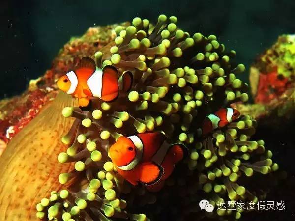 泰国斯米兰岛旅游攻略,泰国斯米兰群岛什么时候去最好