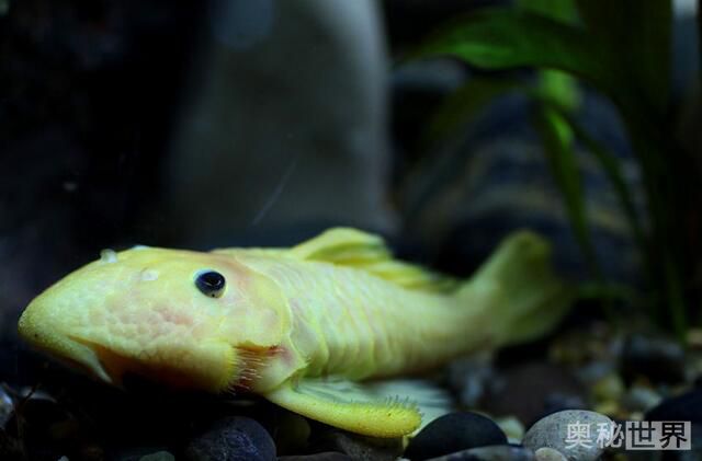 24k黄金达摩野生和人工的区别,24k黄金达摩真的有黄金吗