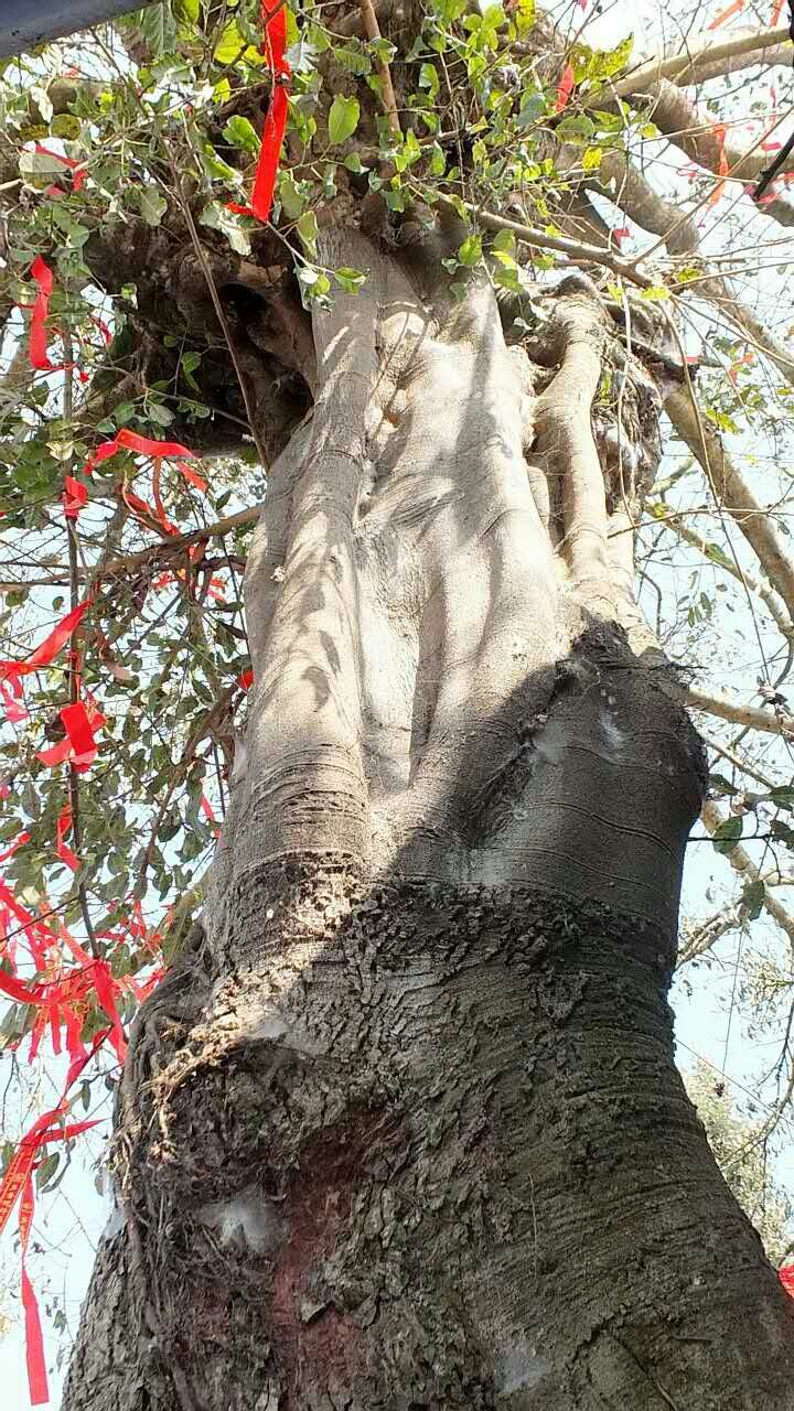 张道陵显灵,张道陵显灵事件四川