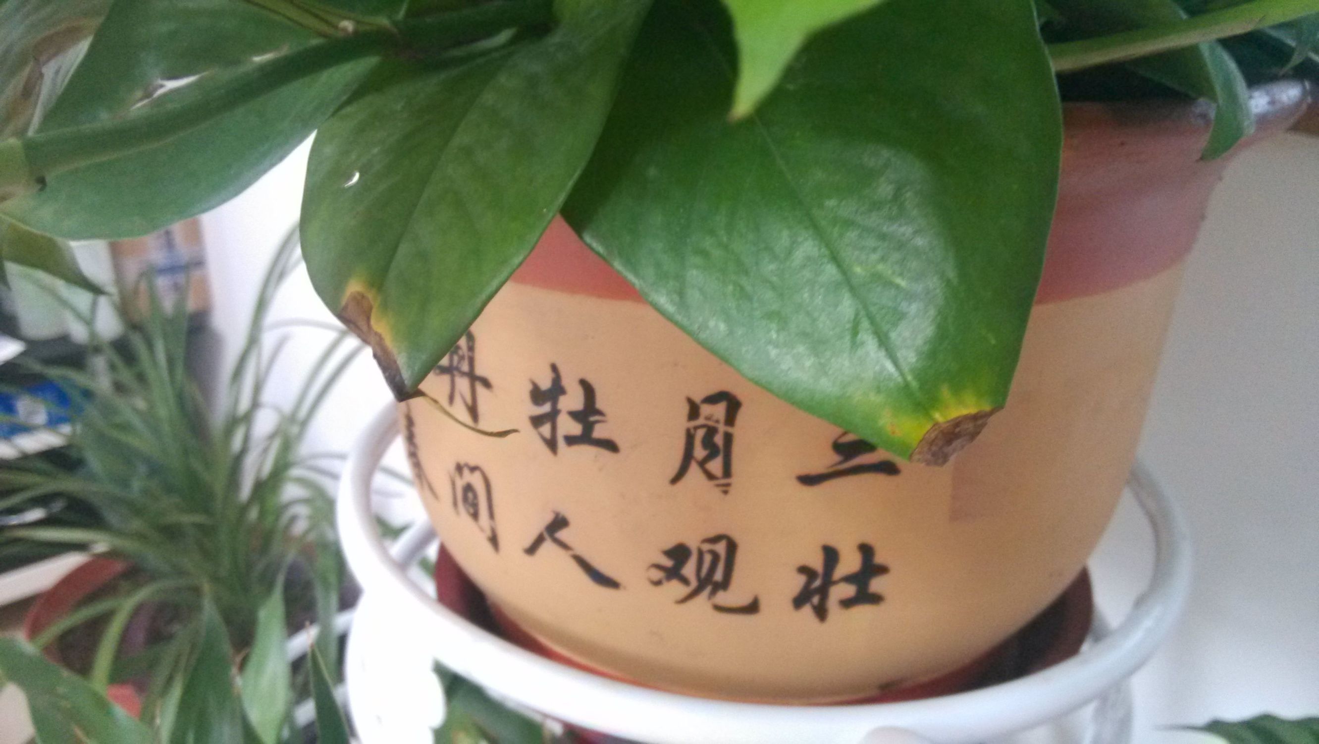 绿萝叶子尖发黑是怎么回事,为什么大叶绿萝新芽叶尖发黑