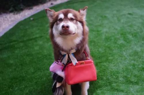 这炫富方式绝了！唐嫣LV包、权志龙天价项链都被王思聪的狗怼了