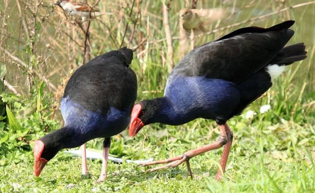 云南十大漂亮的鸡,云南第一生态鸡