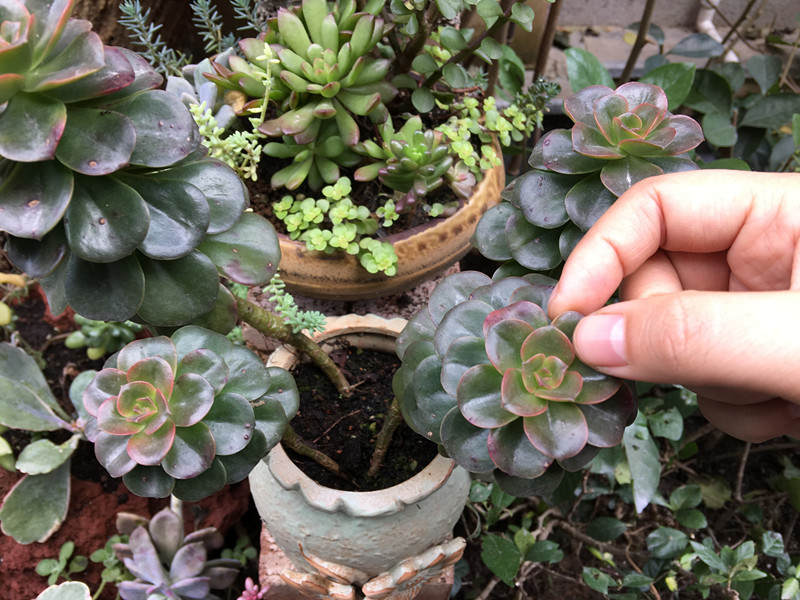 多肉新手必踩十大坑,多肉新手入坑教学视频