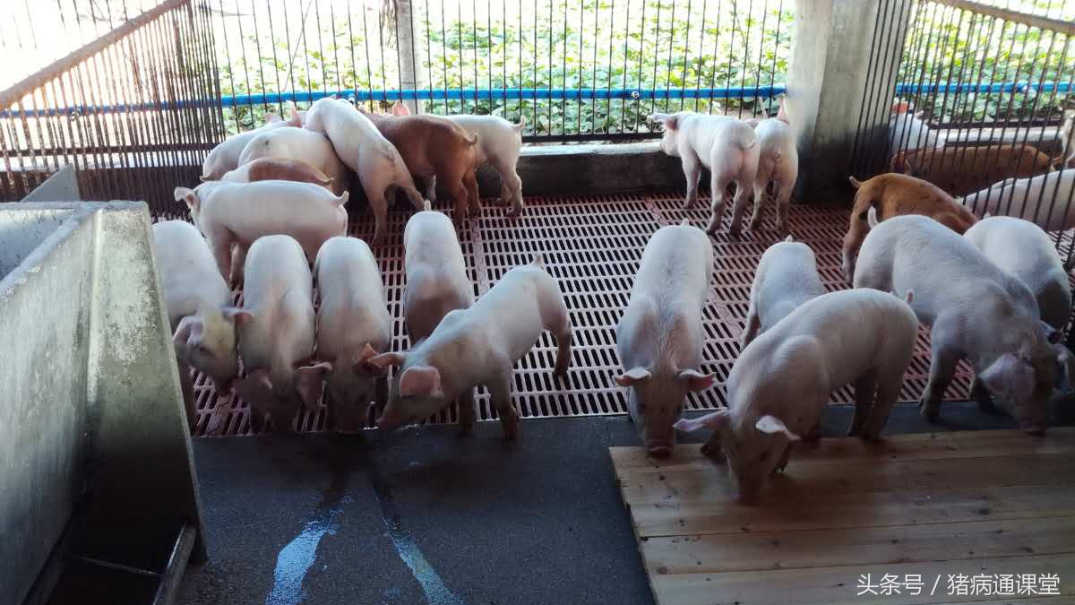 刚生的小猪没有呼吸怎么急救,刚生小猪不吃奶精神不振消瘦咋办